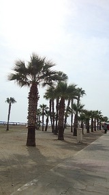 PALM TREES AND SAND 
