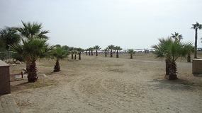 PALM TREES AND SANDY BEACH
