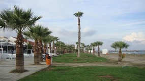 MAKENZI PALM TREES 