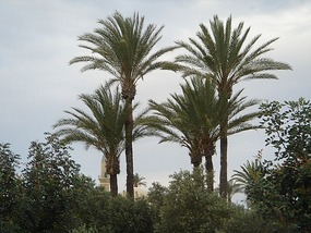 TEKKE PALM TREES IN SPRING