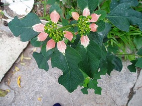 FLOWER FROM OUR GARDEN