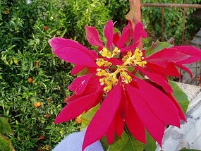 FLOWER FROM OUR GARDEN 