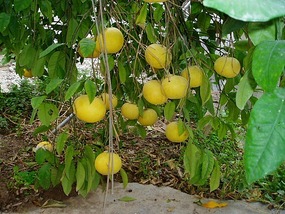 GRAPEFRUIT IN OUR GARDEN