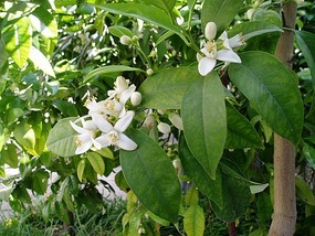 ORANGE BLOSSOM