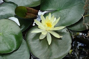 A WATER-LILY