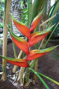 AN EXOTIC FLOWER