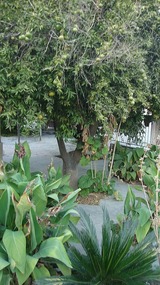 The tangarine tree on the right