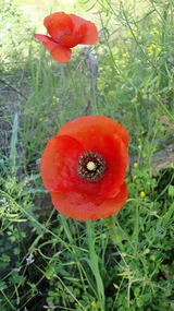 Poppies in the fields in Potamitissa