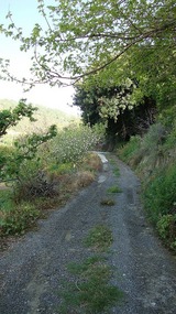 The pathway leading to the river