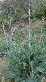 Wild plant with blue small flowers