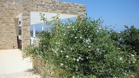 Jasmine