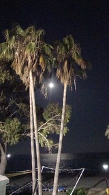 The full moon behind the Palm Trees