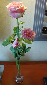 The beautiful pink roses I received