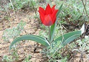 A red tulip