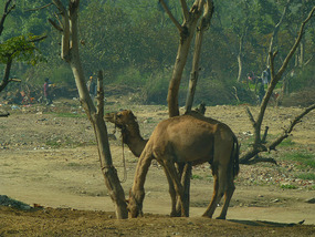Camels on the side of the road to New Delhi