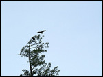 Coming in for a landing