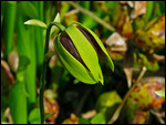 A Carnivore plant, don't touch!