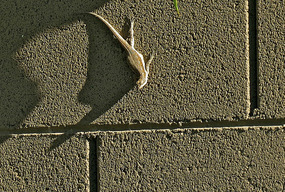 A gecko on the Kobel's yard wall