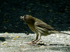 Beneath our neighbor's birdfeeder