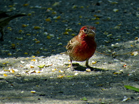 RV Park House Finch