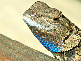 Leaping Lizard!  What a photo!
