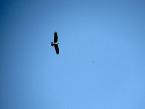 A bald eagle soars over the Trinity River valley