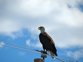 A Bald Eagle along the Highway