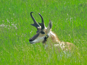 A Pronghorn Antelope in Custer State Park.
