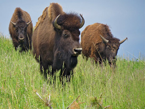 Buffalo Moving Across a Park Hill