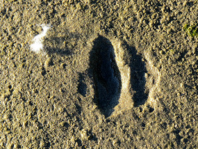 Cottonwood seed and deer hoof print.
