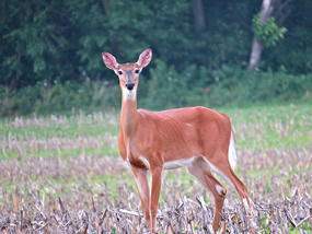 Deer after sunset, Muscatine, Iowa