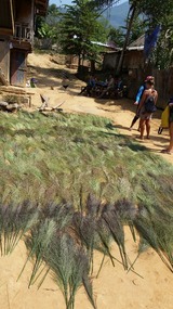 Tiger grasses drying on way to Mok Waterfall