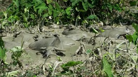 Wallowing buffalo's 