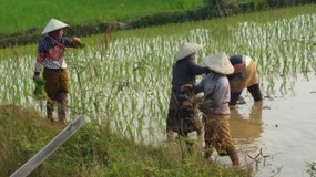 Rice paddies