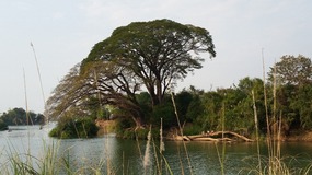 Stunning Acacia tree 