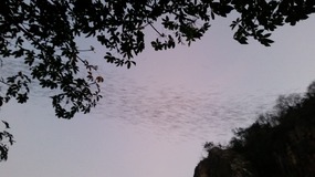 Bats galore