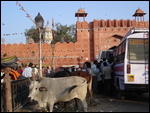 Jaipur - Cows That Butt......
