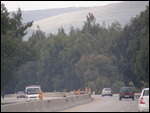 Tree Lined Roads - Syria.