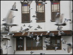 Pigeons - Damascus.