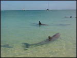 Dolphins Enjoying Australia Day.