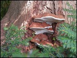 Monet's Garden - Funghi.