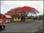 Flame Tree - Rarotonga.