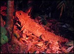 Tuatara - Zealandia, Wellington.