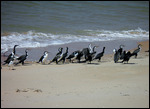 Social Occasion - Cormorants Cape Peron.