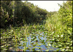Everglades.