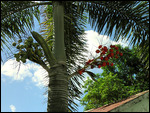 Palm Fruit - Saint Maarten.
