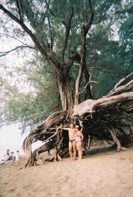 Amazing Tree On The  Beach - Kauai.
