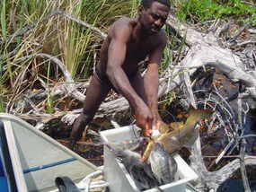 Jamaican Fisherman On Black River.