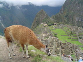 Machu Picchu - Alpaca.