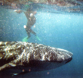 Defining Moment - interacting With A Whale Shark.